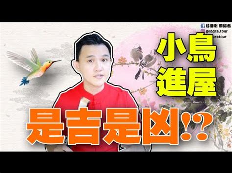 小鳥來家裡|【鳥飛進家裏代表什麼】鳥飛進家裡暗藏玄機！解讀徵。